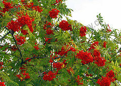 Jeřáb Krasnaja Krupnaja 50/100 cm, v květináči Sorbus Krasnaja Krupnaja